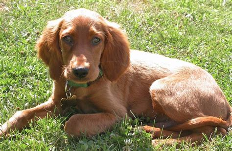 Irish Setter Puppies ~ Dog Breeds Galleries