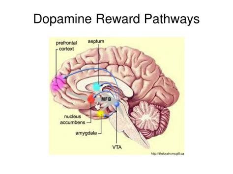 PPT - Neurotransmitters and Pharmacology PowerPoint Presentation - ID:1893243