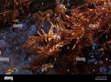 Autumn in the New Forest, Hampshire Stock Photo - Alamy