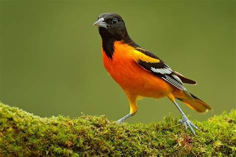 The Baltimore Oriole Song: What Do Orioles Sound Like? - Bird Informer