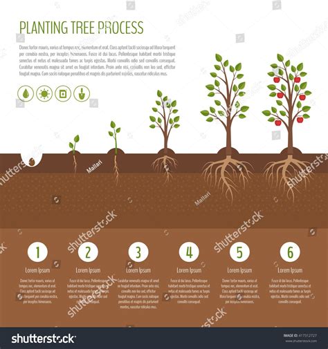 Image result for tree stages illustration | Trees to plant, Infographic, Process infographic