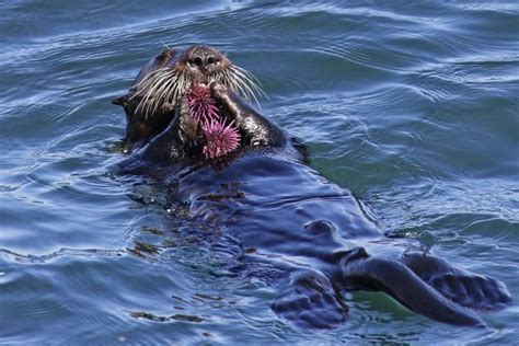 Cute Sea Otters Eating