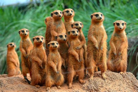 Meerkat Family Photograph by Krystal Billett - Pixels