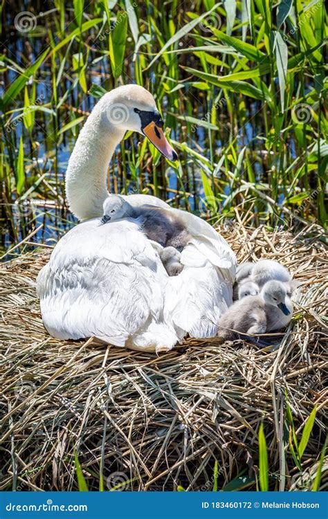 A Swan and Cygnets stock photo. Image of bird, people - 183460172