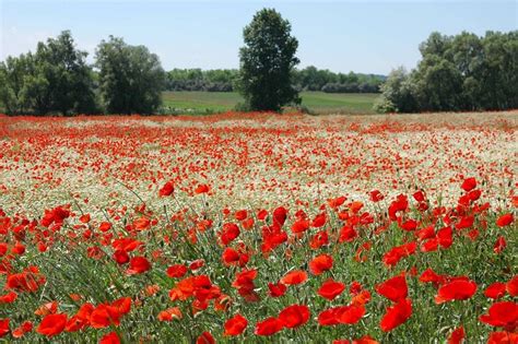 Wonders Of The World Flanders Fields, Belgium | Flanders field, Most ...