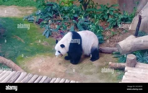 Pandas in Zoo Stock Photo - Alamy