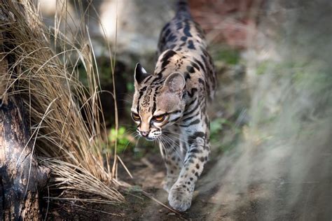 Ocelot - Endangered Big Cats Profile