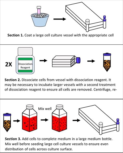 Pluripotent Stem Cell Culture Scale-Out - Assay Guidance Manual - NCBI Bookshelf