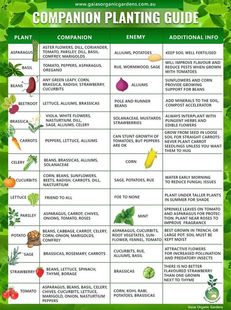 Companion planting guide, Companion planting vegetables, Companion planting