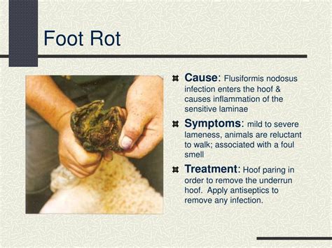 PPT - Common Goat Diseases Signs, Prevention, and Treatment PowerPoint ...