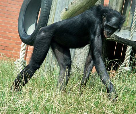 ShukerNature: THE BONOBO OR PYGMY CHIMPANZEE - A NEW APE, INCOGNITO