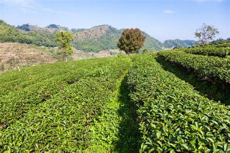 Tea Plantation in Mae Salong, Thailand Stock Image - Image of beautiful, northern: 49915797