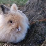 LAPIN ANGORA - Origine, Caractéristiques, Caractère et Soins