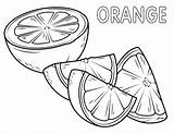 Coloring Pages  Oranges sketch template