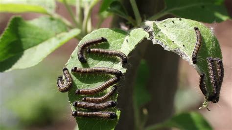 Closeup Of Unfolding Fern Buds Move In Spring Wind. Stock Footage Video 1942207 - Shutterstock