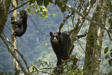 Protecting the Andean Bear| Cleveland Zoological Society | July 15, 2021