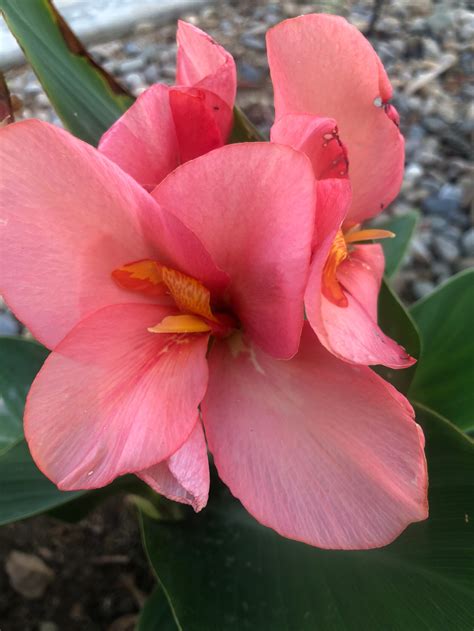 Canna Lily Seeds Short Variety Pink Canna Lily FAST Shipping - Etsy