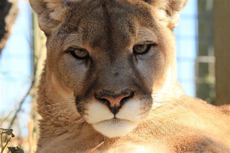 Cougars - WildCat Ridge Sanctuary