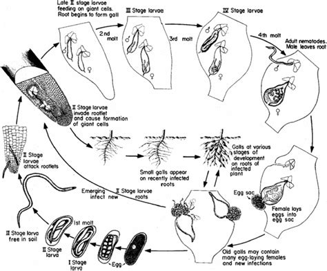 Life cycle of Meloidogyne spp.(Stirling and Reay 2002) | Download Scientific Diagram