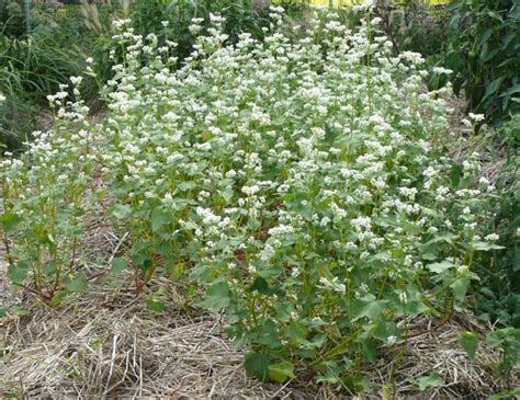 Buckwheat as a cover crop. | Buckwheat, Plants, Herbs