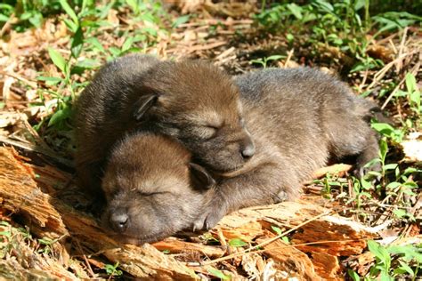 Red Wolf Pups Spotted in the Wild For the First Time Since 2018, Giving ...