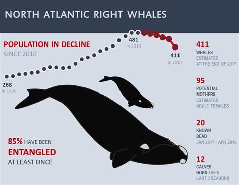 2019 Whale Season - New England/Mid-Atlantic | NOAA Fisheries