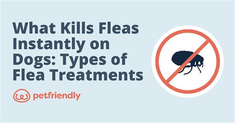 What Kills Fleas Instantly on Dogs: Types of Flea Treatments