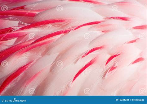 Pink Flamingo Feathers Stock Image - Image: 16331331