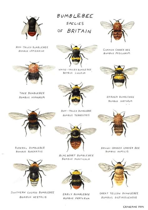 Bumblebee Species Art Print A4 Bee Poster - Etsy UK | Bumble bee, Bee, Bumble bee art