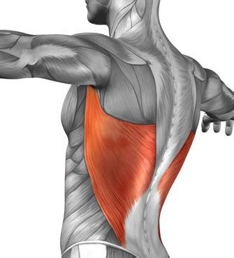 Get To Know Your Muscles: Latissimus Dorsi — Kinfolk Physiotherapy ...