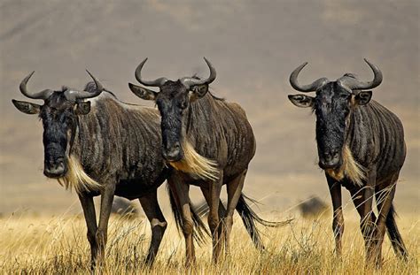 Masai Mara Safari for Experiencing Wildebeest Migration