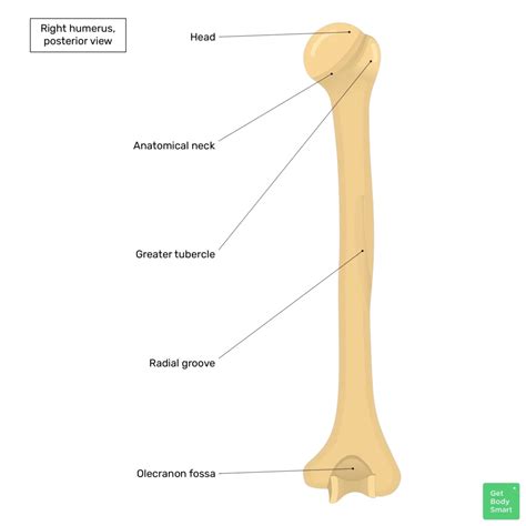 28+ Blank Humerus Diagram - HashimAryah