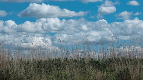 Prairie Meadow Grassland - Free photo on Pixabay