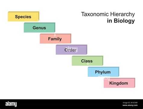 Simple Designing of Taxonomy Hierarchy in Biology. Vector Illustration ...