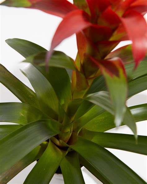 Guzmania Bromeliad | Indoor Plants | Lively Root