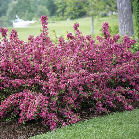 21 Low Maintenance Shrubs Anyone Can Grow | Sonic bloom weigela, Sonic ...