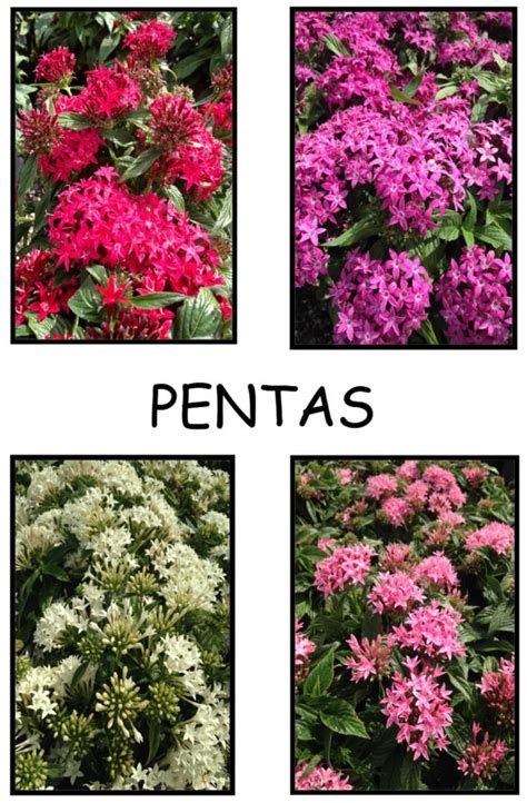 PENTAS hybrids | Flower landscape, Patio plants, Pentas flower