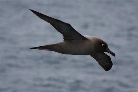 Sooty Albatross_Phoebetria fusca | Ramon Benedet | Flickr