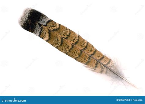 Grouse feather stock photo. Image of nature, macro, natural - 22337358