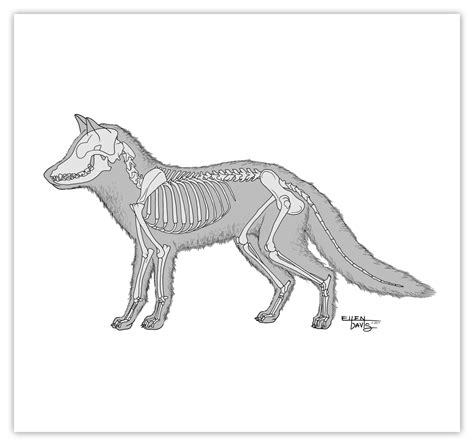 Skeletal Anatomy of the Fox Medium: Technical Pen, Illustrator ...