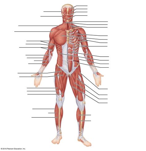 Superficial Muscles of the body: Anterior View Diagram | Quizlet