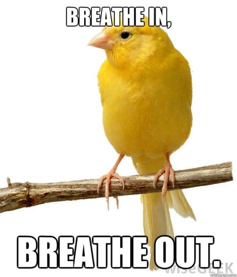 Breathe in, breathe out. - Misc - quickmeme