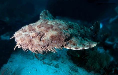 12 Tasselled Wobbegong Shark Facts - Fact Animal