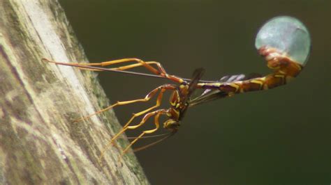 Giant Ichneumon Wasp (Megarhyssa macrurus) Ovipositing | Natural ...