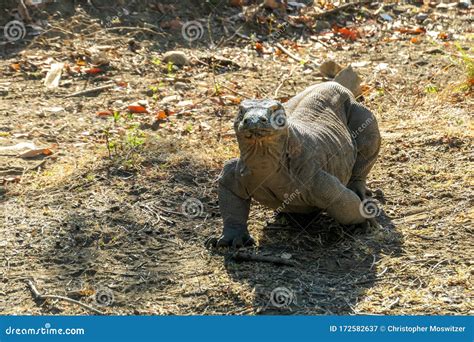 Komodo - Giant Venomous Komodo Dragon Stock Image - Image of merciless ...