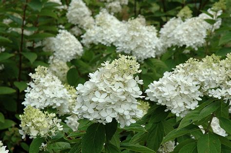 Fire And Ice Hydrangea (Hydrangea paniculata 'Wim's Red') in Long Lake Wayzata Orono Minnetonka ...