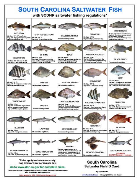 Buy South Carolina Saltwater Fish Identification Card Set - Three Waterproof Cards Showing 60 ...