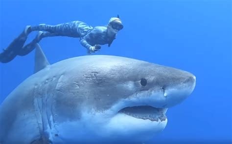 That Viral Video Of A Huge Great White Shark Has Spurred Quite A ...