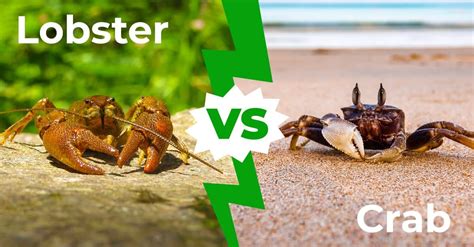 Lobster vs Crab - A-Z Animals