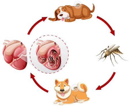 Is The Heartworm Shot For Dogs Safe